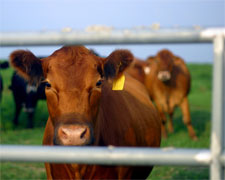 Calf
