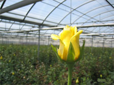 Yellow Rose